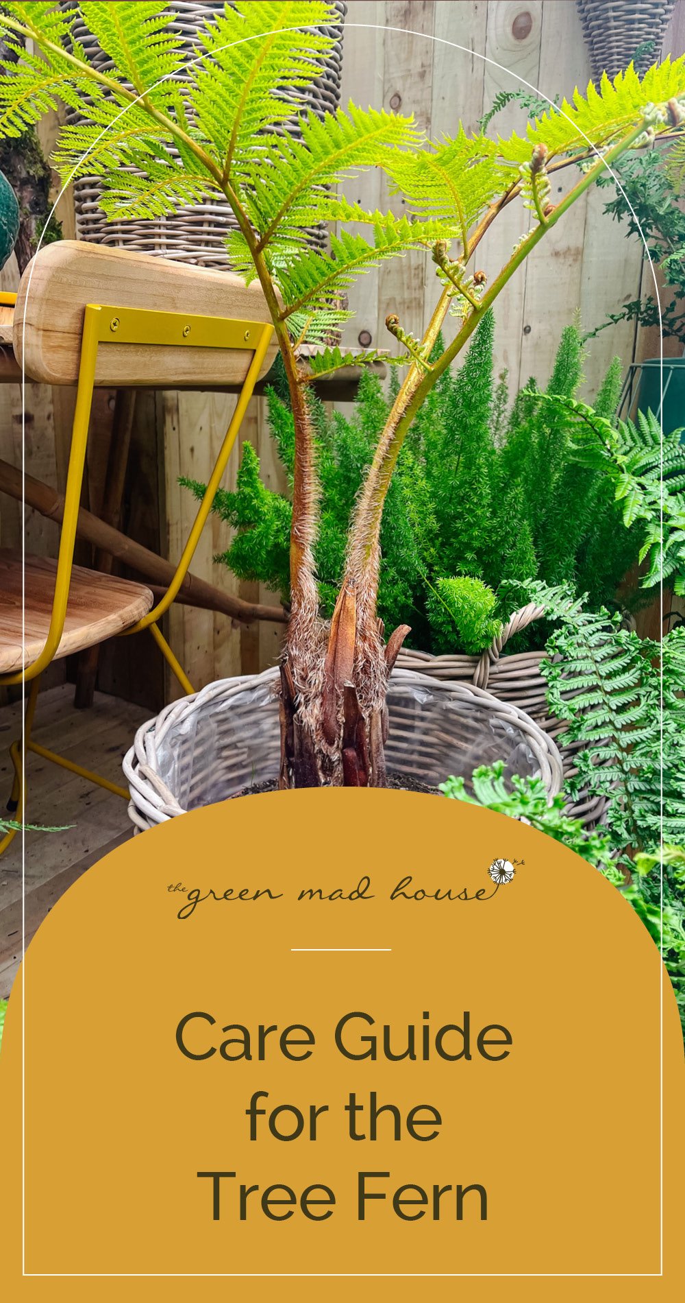 Care Guide for the Tree Fern